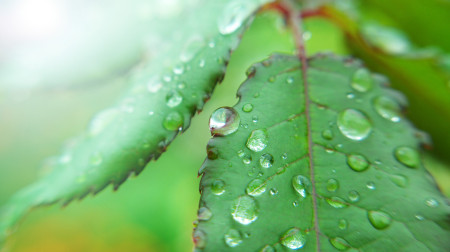 gress regn klima